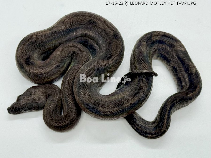 LEOPARD MOTLEY HET T+VPI